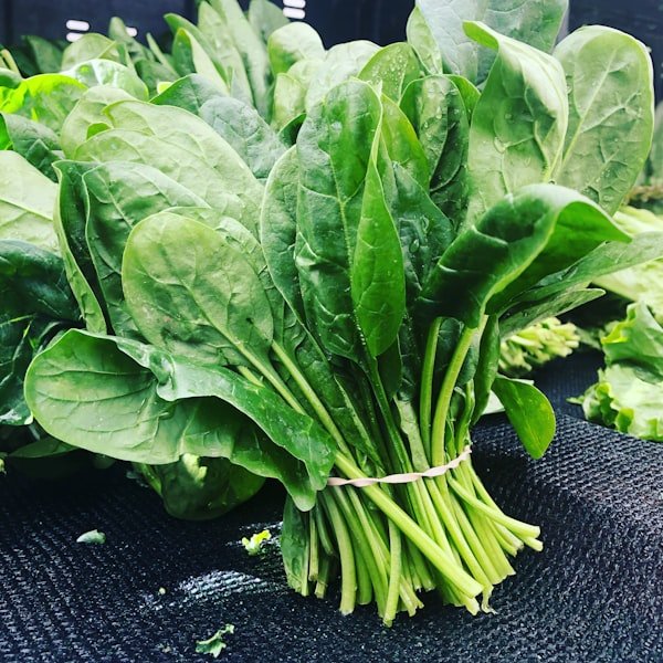 Espinaca de Hoja Ancha